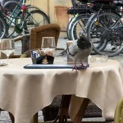 Checking out the tables for a crumb or two ... Il Duca d'Amalfi — Bologna, Italy.