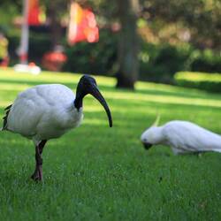 Hierzu ist einiges los, was Vögel angeht
