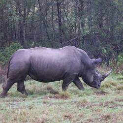 Breitmaul oder Weissesnashorn