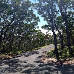 La forêt en allant au Mauna Loa