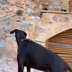 🐕‍🦺🐈🐈‍⬛