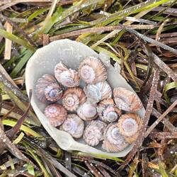 Zauberbuckelschnecken