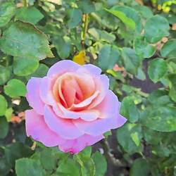 Botanical Garden has a stunning rose garden!!!!