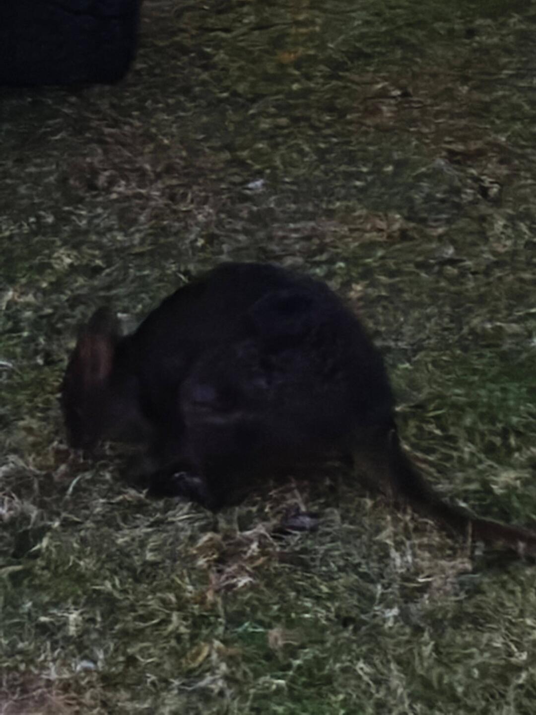 Pademelons - "kleine Kängurus" gestern Abend auf dem Camping