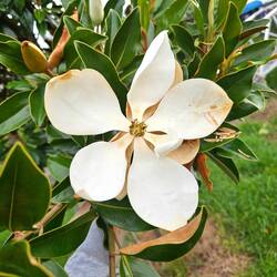 immergrüne Magnolie