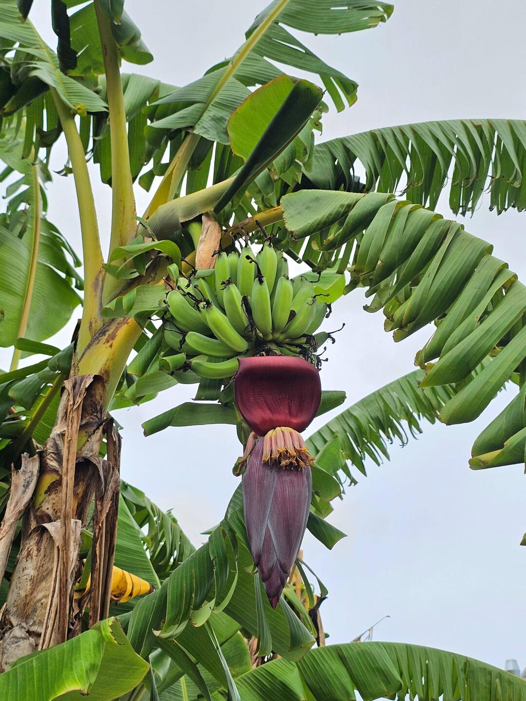 Blühende Bananenpflanze mit Früchten