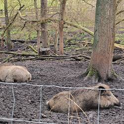 schlafende Wildschweine