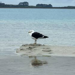 Ich glaube auch die Möve gurkt das Wetter etwas an