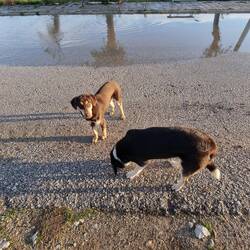 Naras Hundekumpel