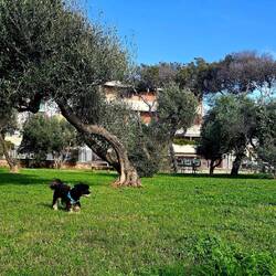 Robin uživa na krasni travici...