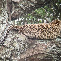 Und der driztte auf dem selben Baum wie Nummer zwei