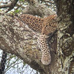 Der zweite Leopard von heute