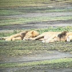 Zwei Löwen beim Verdauen
