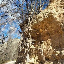 Dieser Busch wird sich bald verabschieden.