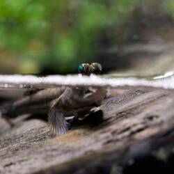 Schlammspringer. Halb über, halb unter Wasser.