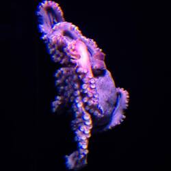 Unscharf, aber echt.