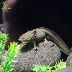 Axolotl