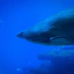 Fekfe? Welfe Fekfe? (Ich möchte jemanden grüßen)