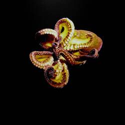 Nicht echt, (leider) ein Foto.