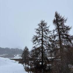 Auf den Fichten beobachteten wir die Vögel