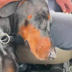 ..Hundi🐾❤️war schon im Olivenhain unterwegs,aber die täglichen Kuscheleinheiten müssen doch auch sein