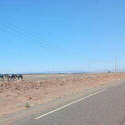 Links eine Kamelherde