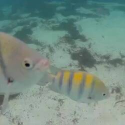 Schnorcheln in Westbay