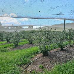 junge Blaubeerpflanzen