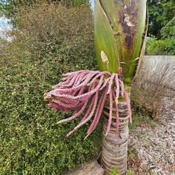 blühende Nikau Palme