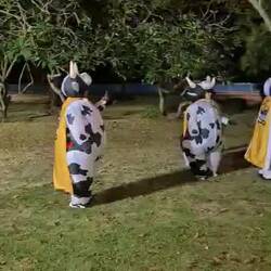 Die einzigen mit Verkleidung