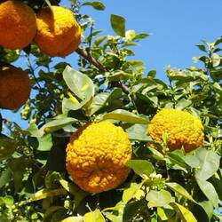 Eine Zitronatzitrone