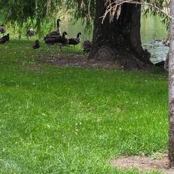 Canada geese? What are you guys doing here?
