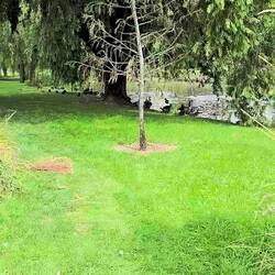 Introduced in the 1900s