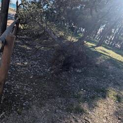 Ein entwurzelter Baum