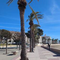 Die Palmen biegen sich