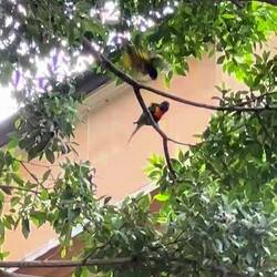 Rainbow Lorikeets outside NSW State Library Gallery