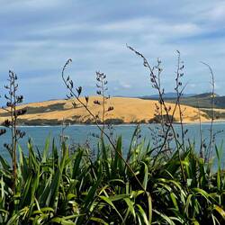 Sand Dunes - Hokianga Harbour)