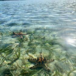 Starfish Island ⭐️