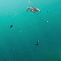 Schnorcheln am Twin Reef 🤿🐢🪸