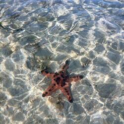 Starfish Island ⭐️