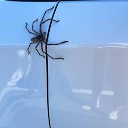 Riesenspinne "Huntsman" an unserem Auto