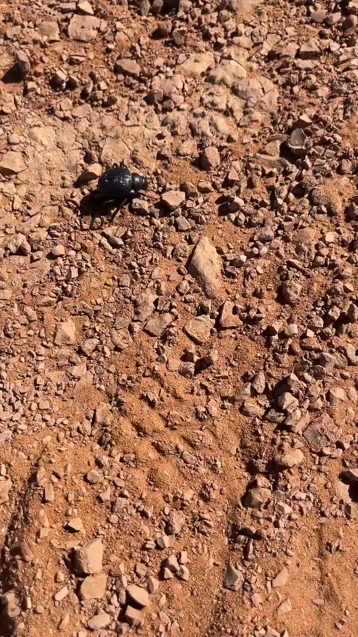 hallo eure grausligkeit der wüste