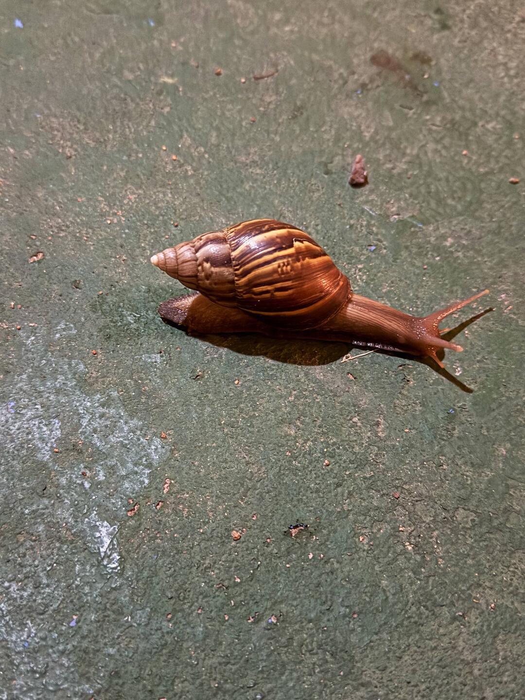 Schnecke die im Hotel lebt