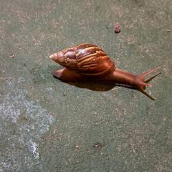 Schnecke die im Hotel lebt