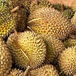 Durian, die Stinkfrucht. Haben wir auch mitgenommen