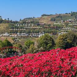Kugelzelte über Kugelzelte am Hang