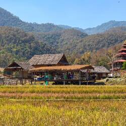 Die Bambusbrücke "Kho Ku So Bamboo Bridge" - 800 m lang über aktuell trockene Reisfelder