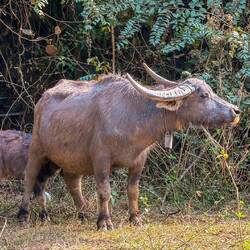 Sie streifen durch die Reisfelder und finden gelegentlich Abkühlung in Schlammlöchern