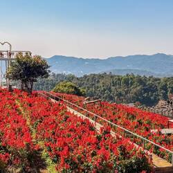 Der "Rao Dok Lom Nhao community garden" - eine bunte Blumenfarm unter blauem Himmel