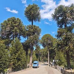 Die ganze Region ist voller Araukarien-Wälder